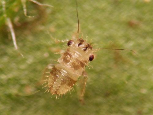 Agallia consobrina