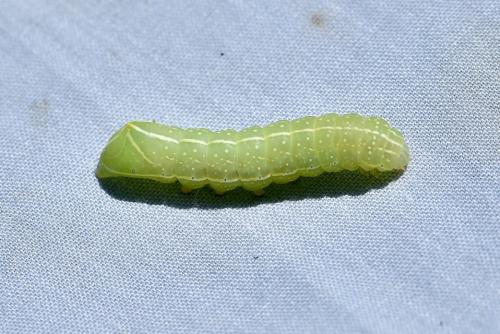 Amphipyra pyramidea