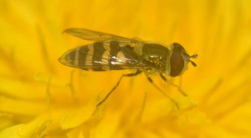 Réf. 341 241 : Syrphus sp.