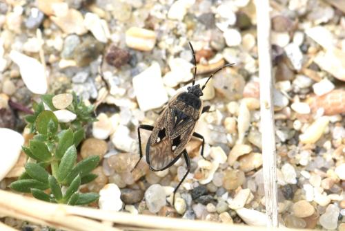 Réf. 341 585 : Graptopeltus lynceus