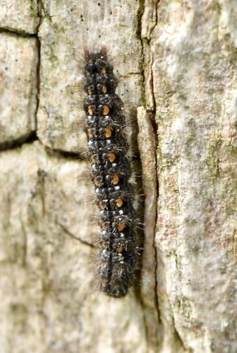 Eilema complana