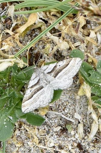 Réf. 341 584 : Phibalapteryx virgata
