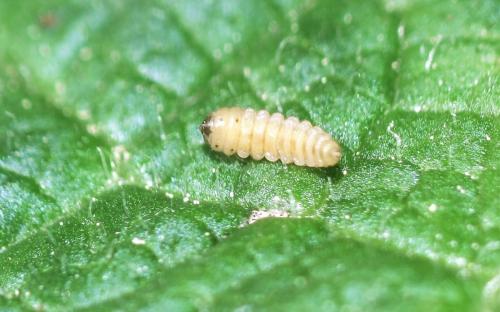 Réf. 341 961 : Orchestes testaceus