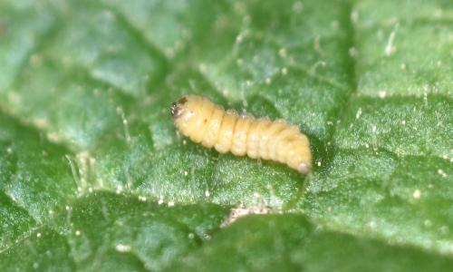 Réf. 341 960 : Orchestes testaceus