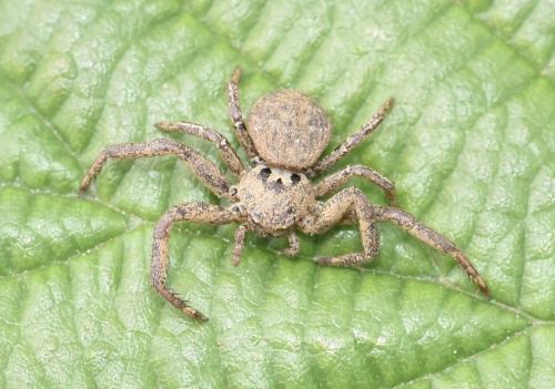 Xysticus sp.