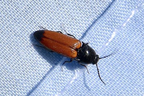 Réf. 341 824 : Ampedus elegantulus