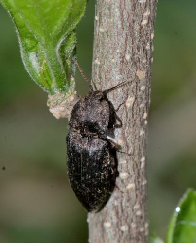 Réf. 341 177 : Agrypnus murinus