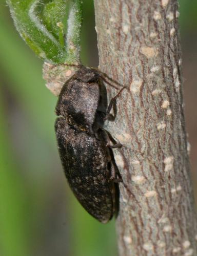 Réf. 341 179 : Agrypnus murinus