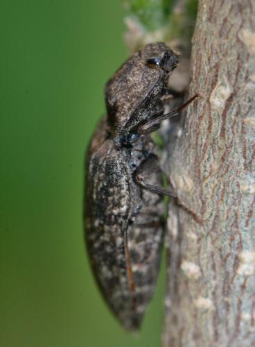 Réf. 341 178 : Agrypnus murinus