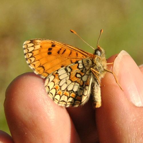 Melitaea sp.