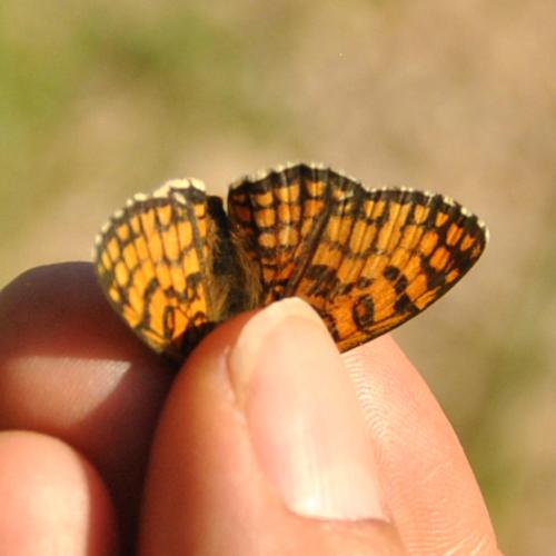 Melitaea sp.