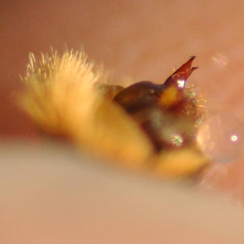 Melitaea sp.