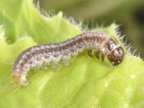 Réf. 341 608 : Gelechia muscosella