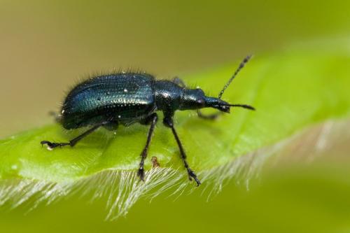Lasiorhynchites olivaceus
