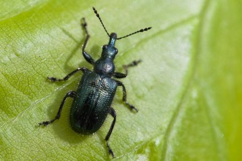 Lasiorhynchites olivaceus