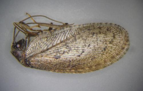 Réf. 341 412 : Drepanepteryx algida