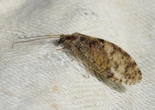 Hemerobius sp.