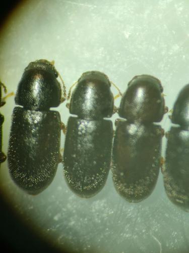Réf. 341 518 : Orthocis coluber