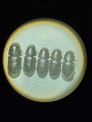 Orthocis coluber