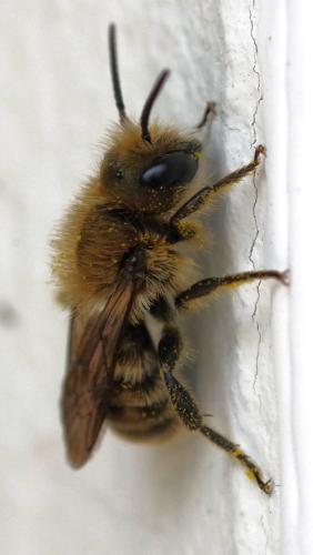 Osmia niveata