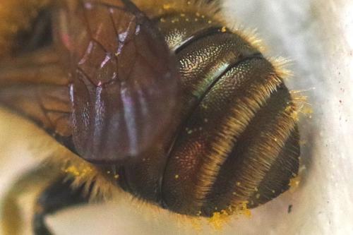 Osmia niveata