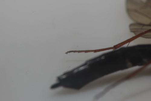 Phylloecus faunus