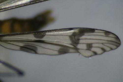 Idioptera pulchella