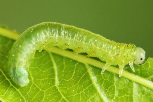 Réf. 341 015 : Pristiphora kontuniemii