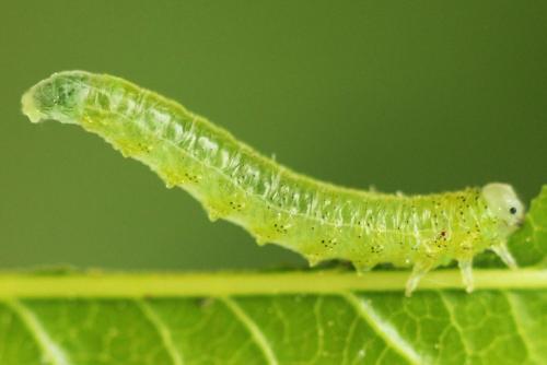 Réf. 341 016 : Pristiphora kontuniemii