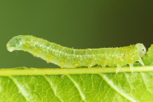 Réf. 341 017 : Pristiphora kontuniemii