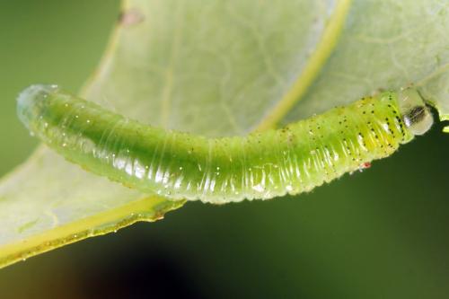 Réf. 341 018 : Pristiphora kontuniemii