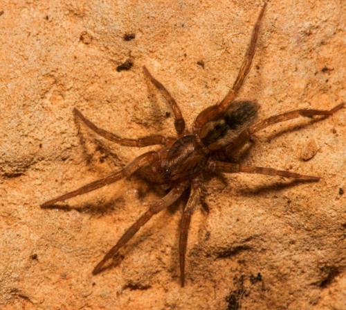 Réf. 341 794 : Agraecina lineata