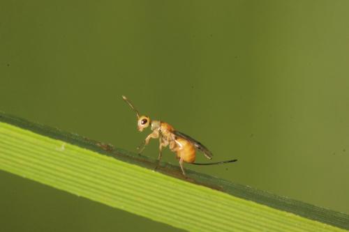 Réf. 341 847 : Megastigmus sp.