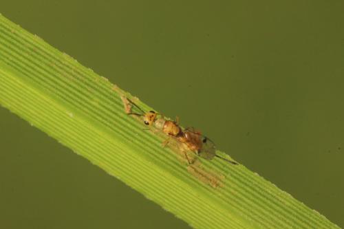 Megastigmus sp.
