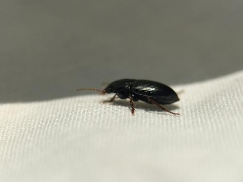 Harpalus sp.
