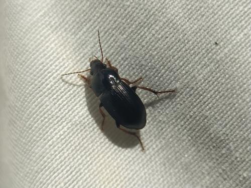 Réf. 341 659 : Harpalus sp.