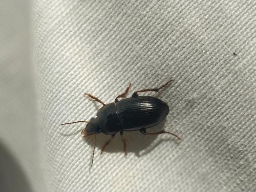 Réf. 341 658 : Harpalus sp.