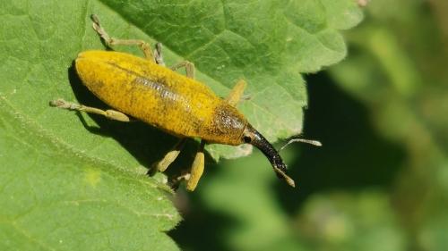 Réf. 341 407 : Lixus pulverulentus