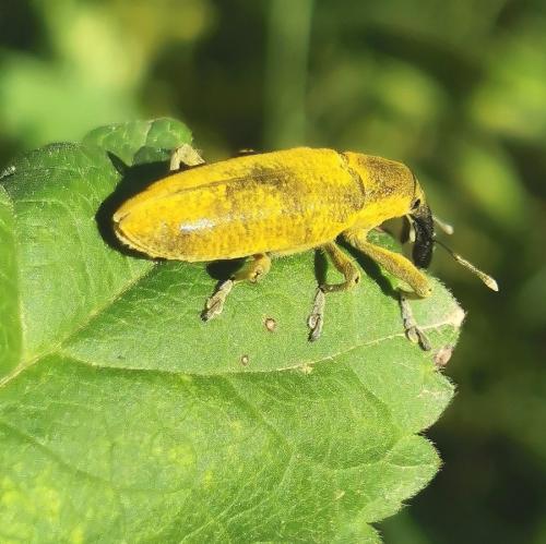 Réf. 341 408 : Lixus pulverulentus