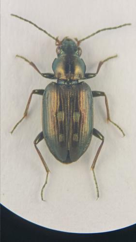 Réf. 341 281 : Bembidion argenteolum