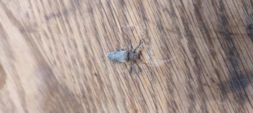 Niphona picticornis