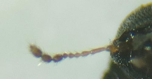 Réf. 341 541 : Orthocis coluber
