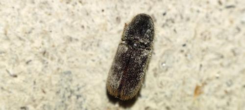 Réf. 341 780 : Scolytinae inconnu
