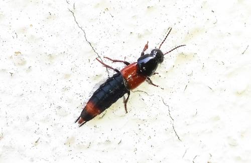 Astrapaeus ulmi