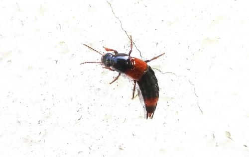 Astrapaeus ulmi