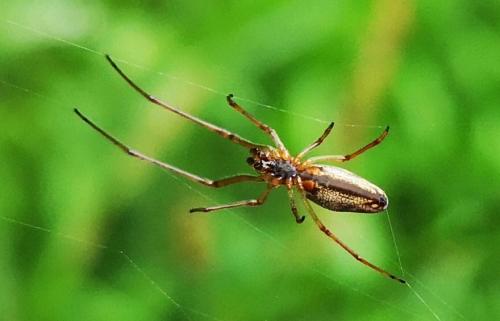 Tetragnatha sp.