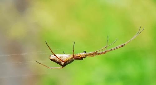 Tetragnatha sp.