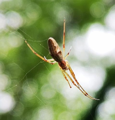 Tetragnatha sp.