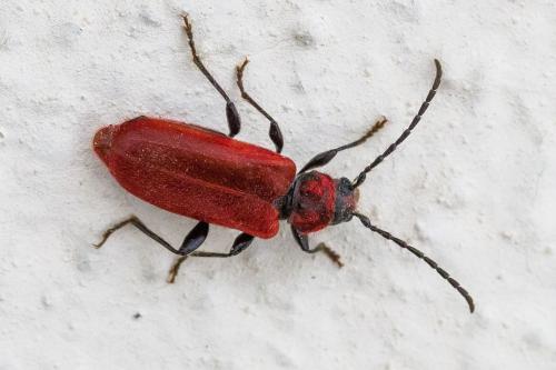Pyrrhidium sanguineum