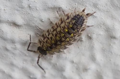 Porcellio spinicornis